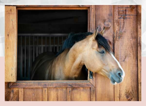 Comparing the Pros and Cons of Stables vs Run-In Sheds