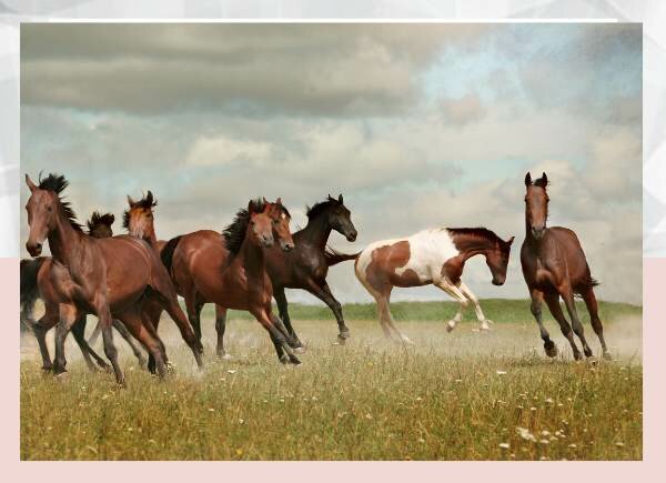 Know Your Horse Breeds: Thoroughbred, Friesian, and Appaloosa
