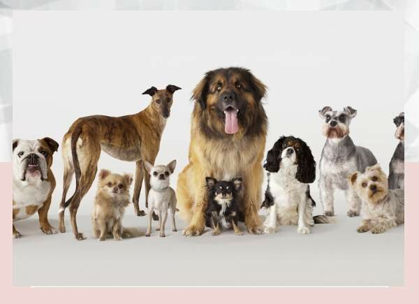 The 10 Most Popular Dog Breeds